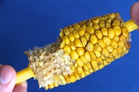 Corn on the cob. Free public domain CC0 photo.