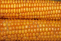 Closeup on yellow corn. Free public domain CC0 image. 