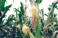 Corn pod. Free public domain CC0 photo.