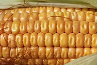 Corn pod. Free public domain CC0 photo.