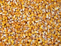 Yellow corn, agricultural produce. Free public domain CC0 image