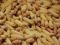 Yellow sweet corn, agricultural product. Free public domain CC0 image