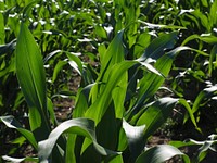 Agricultural cornfield. Free public domain CC0 photo.