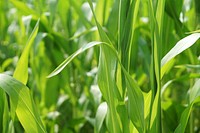 Close up green grass. Free public domain CC0 photo.