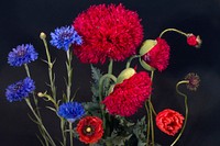 Red and blue flower background. Free public domain CC0 image.