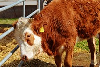 Hereford cattle, livestock animal.  Free public domain CC0 photo.