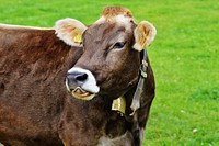 Cow, cattle, livestock animal, agriculture image. Free public domain CC0 photo.