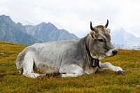 Nature cow & bull in the nature. Free public domain CC0 photo