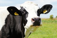 Dairy cow at a farm. Free public domain CC0 image.