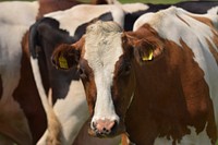 Cows at a farm, agriculture photo. Free public domain CC0 image.