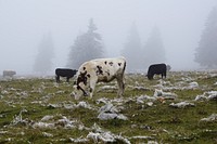 Holstein Friesian cattle, dairy livestock animal. Free public domain CC0 photo.