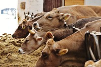 Horned cows feeding at a farm barn. Free public domain CC0 photo.