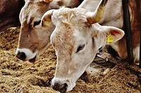 Cow livestocks feeding at a farm. Free public domain CC0 image.