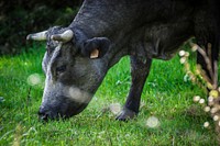 Cow livestocks feeding at a farm. Free public domain CC0 image.