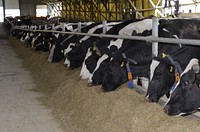 Dairy cows at a farm. Free public domain CC0 image.