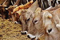 Cattle feeding on grass, livestock animal image. Free public domain CC0 photo.