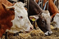 Cow livestocks feeding at a farm. Free public domain CC0 image.