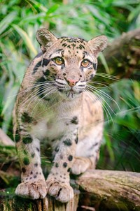 Cute clouded leopard image. Free public domain CC0 photo.