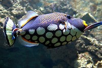 Beautiful clown triggerfish close up. Free public domain CC0 photo.