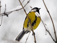 Great Tit bird photo. Free public domain CC0 image.