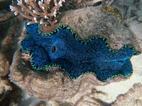 Blue maxima clam close up. Free public domain CC0 image.