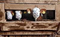 Brown cows at a farm. Free public domain CC0 image.