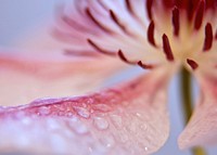 Flower pollen background, macro shot. Free public domain CC0 image.