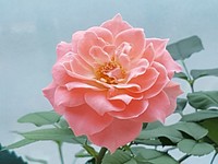 Pink rose. Free public domain CC0 image.