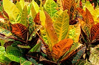 Croton leaf background. Free public domain CC0 image.