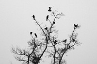 Bird in tree, nature photography. Free public domain CC0 image.