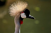 Black crowned crane bird. Free public domain CC0 image.