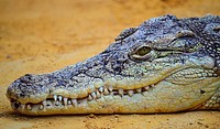 Reptile animal, crocodile, wildlife. Free public domain CC0 image