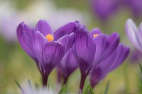 Purple crocus background. Free public domain CC0 photo.