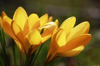 Yellow crocus background. Free public domain CC0 image.