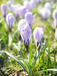 Purple flower. Free public domain CC0 photo.