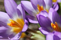 Purple crocus background. Free public domain CC0 photo.