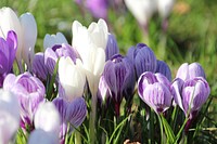 Crocus background. Free public domain CC0 image.