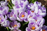 Purple crocus background. Free public domain CC0 photo.