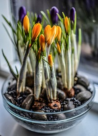 Growing crocus. Free public domain CC0 image.