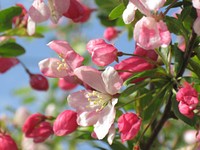 Apple blossom. Free public domain CC0 photo.