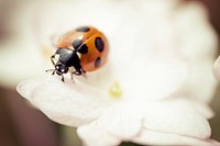 Beetle and white flower. Free public domain CC0 photo.