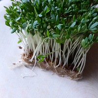 Bean sprouts. Free public domain CC0 photo