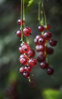 Closeup on red currant growing on bush. Free public domain CC0 photo.