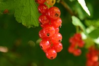 Closeup on red currant growing on bush. Free public domain CC0 photo.