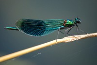 Dragonfly background, insect image. Free public domain CC0 photo.