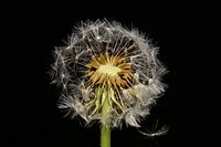 Dandelion background. Free public domain CC0 image.