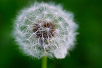 Dandelion background. Free public domain CC0 photo.