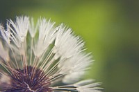 Dandelion background. Free public domain CC0 image.