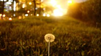 Dandelion background. Free public domain CC0 photo.