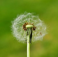 Dandelion background. Free public domain CC0 photo.